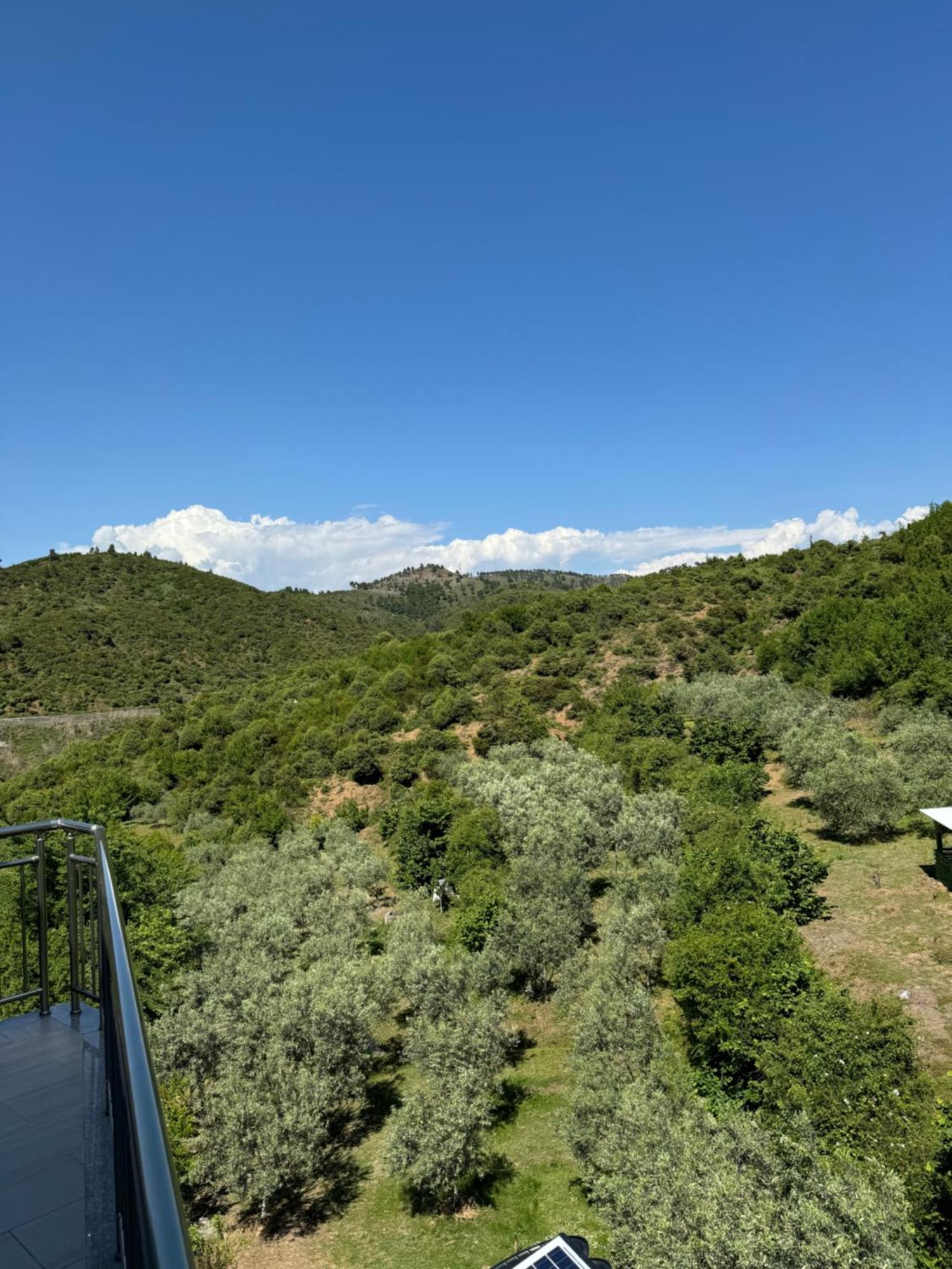 Qyteza & * Szkodra