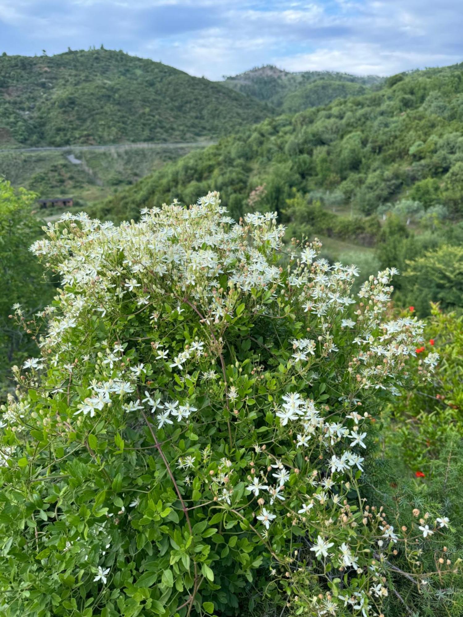 Qyteza & * Szkodra